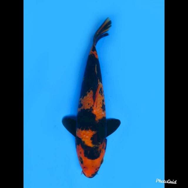 25cm jantan , hi utsuri