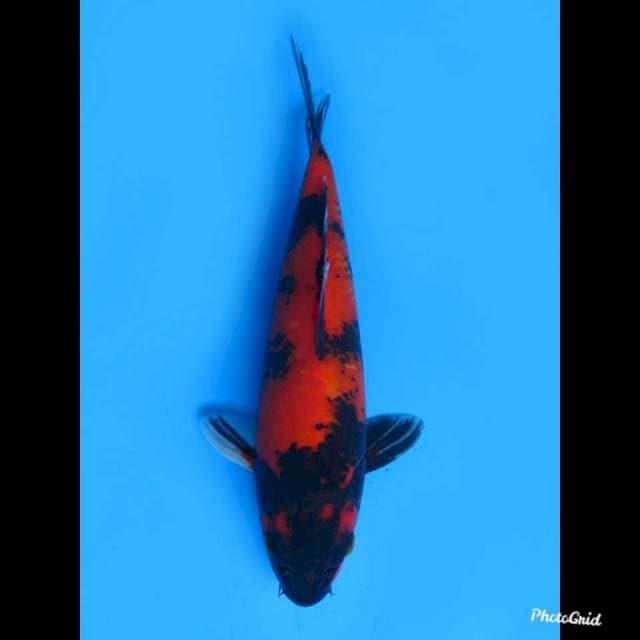 28cm Male , Hi Utsuri Strong