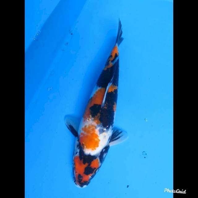 35cm Female , JT Showa HQ