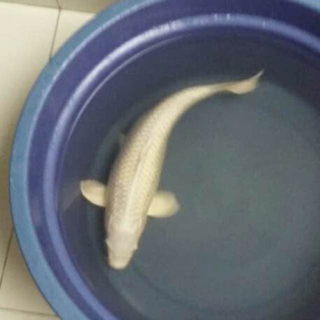PLATINUM OGON 45cm import MARUSEI