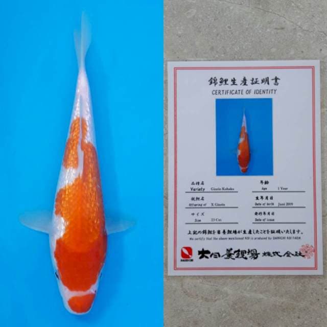 dainichi ginrin 24cm
