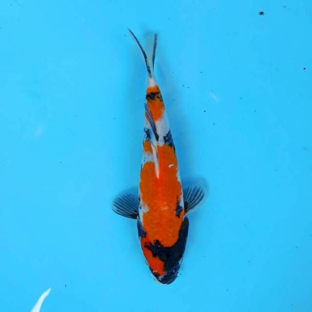 Showa 17 cm
