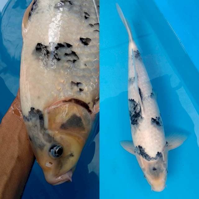 Maruyama bloodline