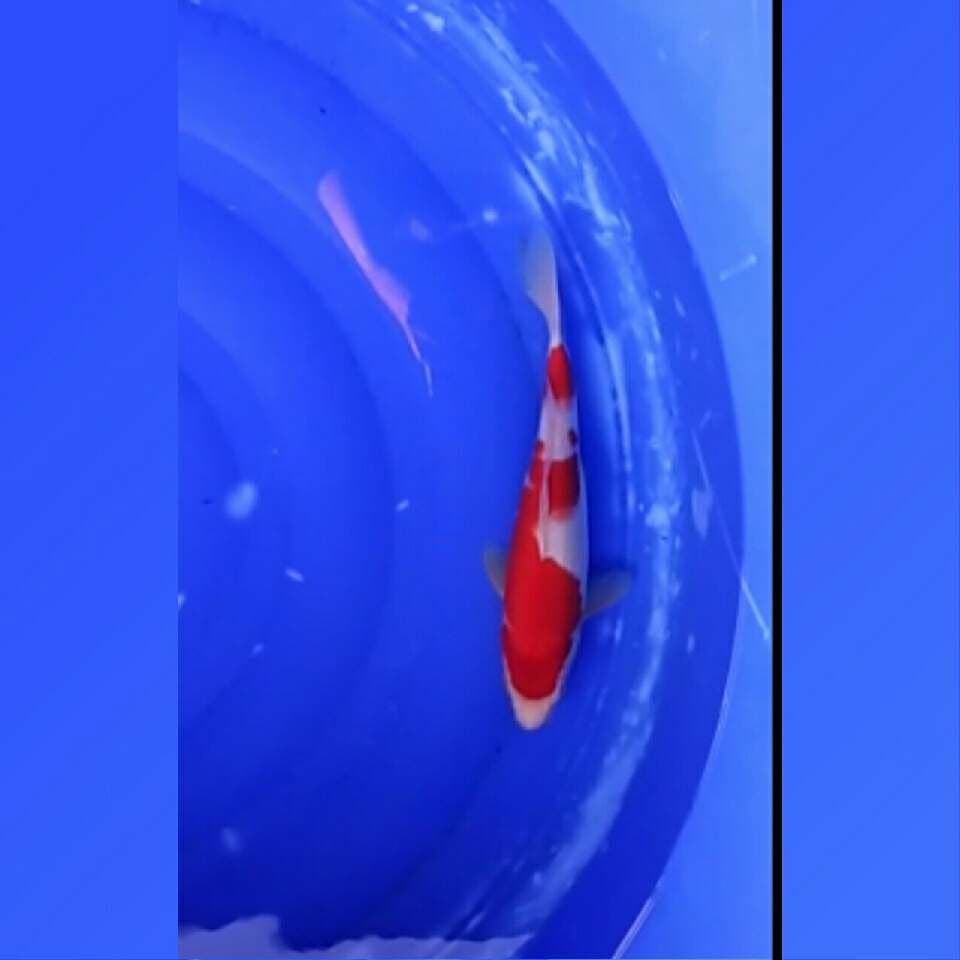 Nidan kohaku