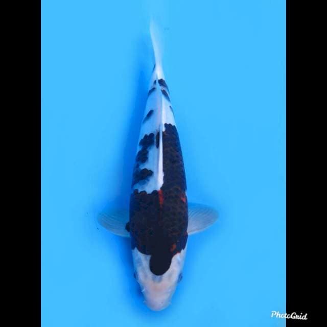 29cm Male , JT Budo Goromo Original