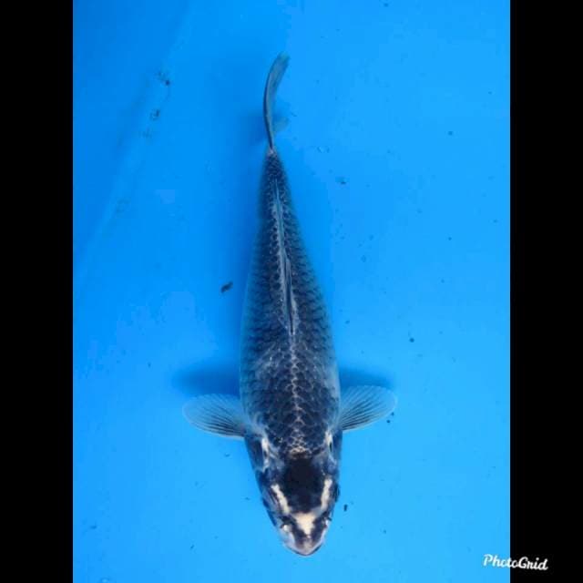 31cm fml , Kage Shiro Unique