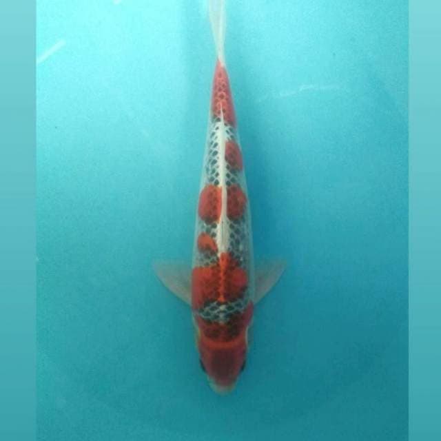 Goshiki, male 36 cm