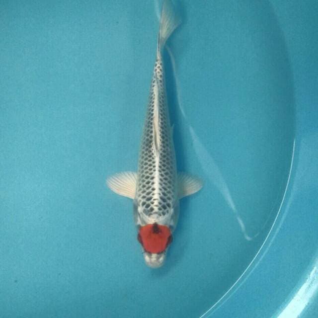 Tancho Kujaku, 28 cm
