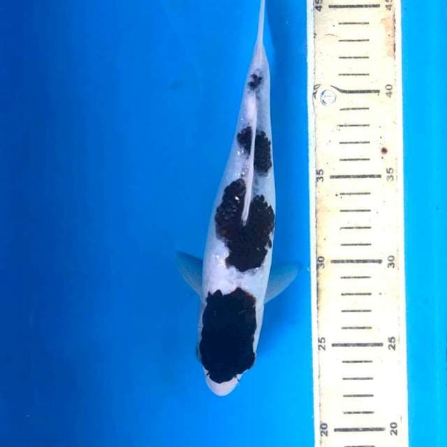 Budo Goromo, 24 cm