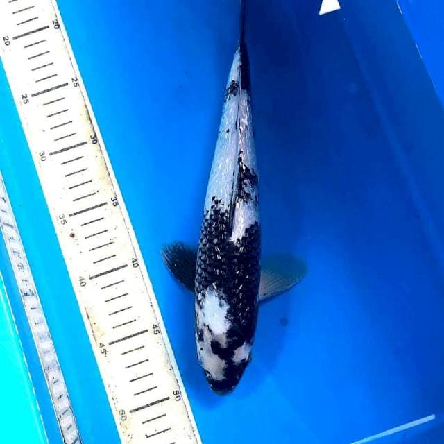 Shiro Ginrin, 31 cm