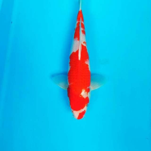 KOHAKU BENI STRONG