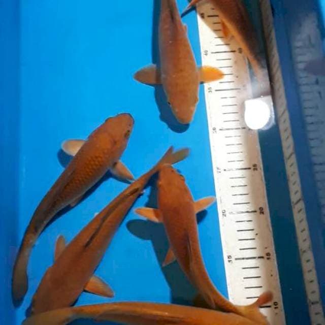 CHAGOI TEMBAGA 20-25 CM CALON JUMBO