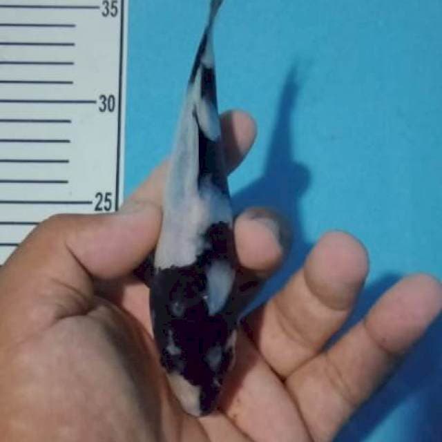 Shirocakep 18 cm