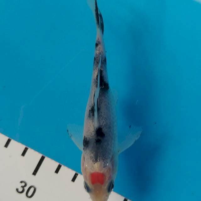 THANCO SHOWA 12CM