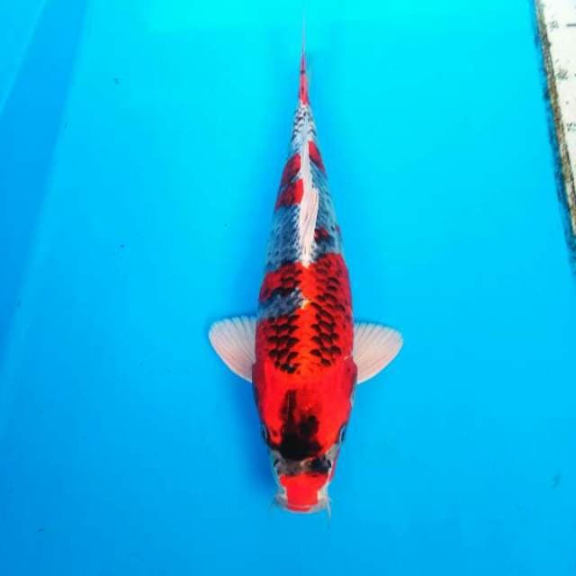 KUJAKU BENI HOT - 37 CM