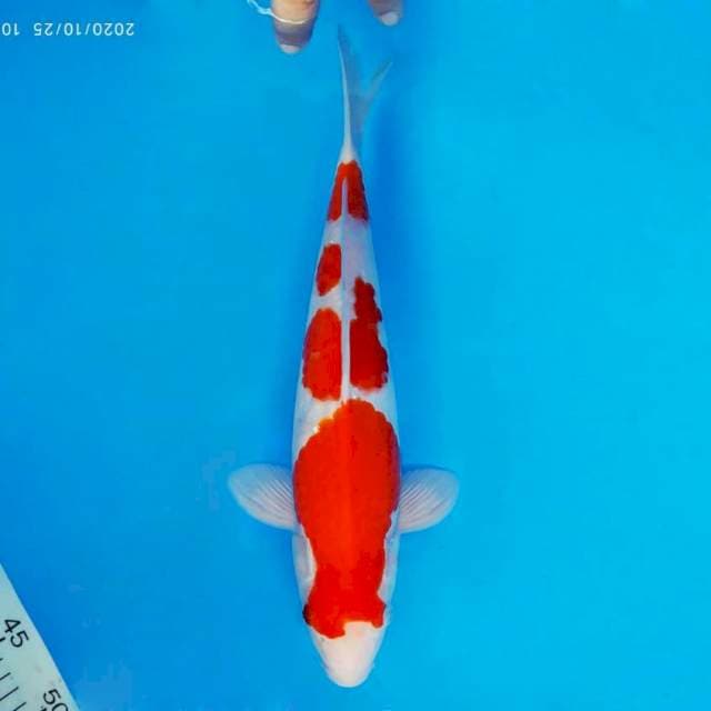 ASAHI 10 ~ KOHAKU ™