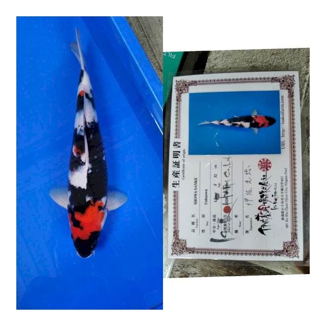 Showa ISA koi farm