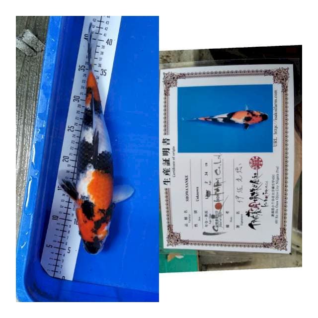 Showa ISA koi farm