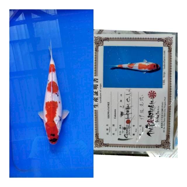 Showa Isa koi farm
