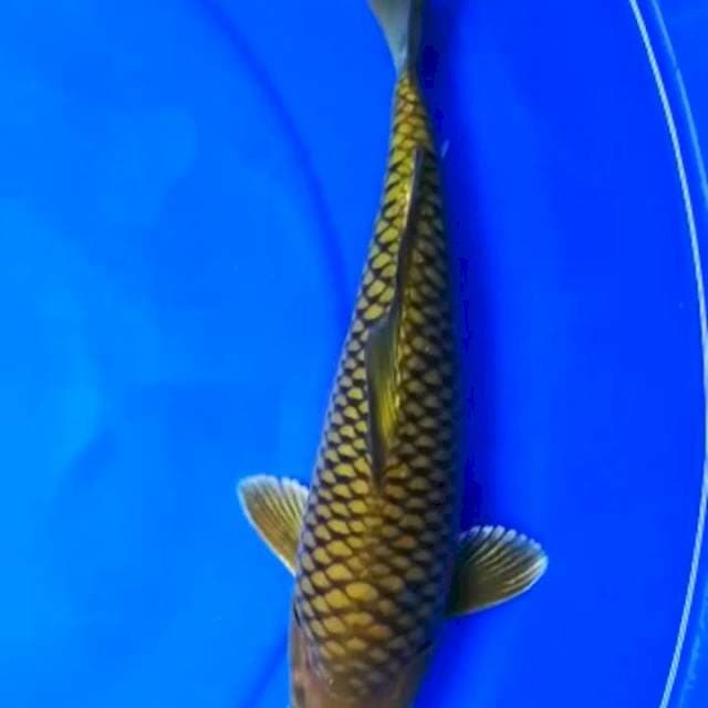 Sisik Naga 31cm