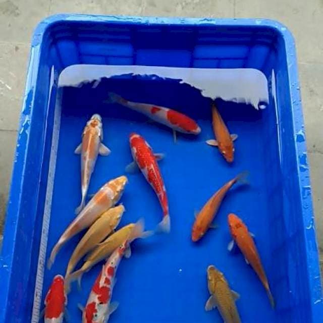KOMPLIT SZ 16-25 STOK 12 EKOR SISIK