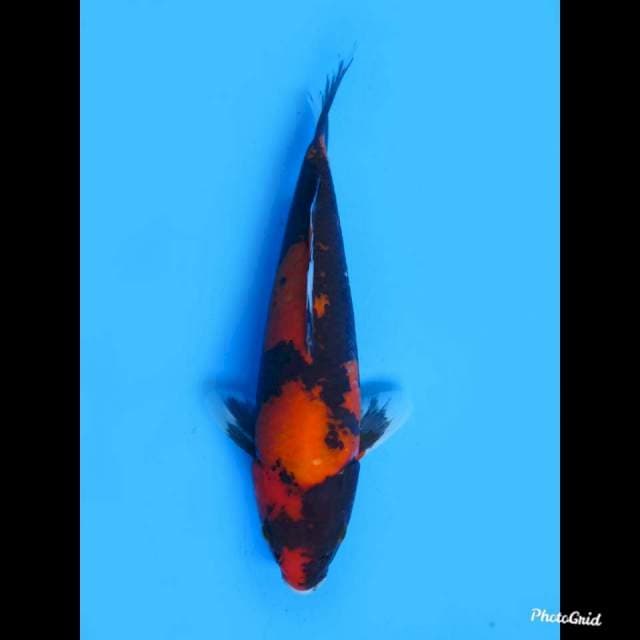 25cm male , Hi Showa Mutogoro