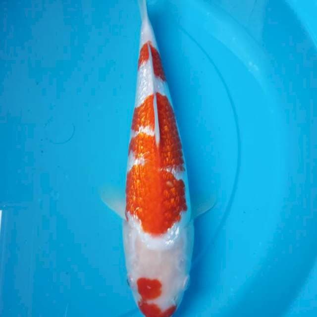 Kohaku gindrin strong 30cm