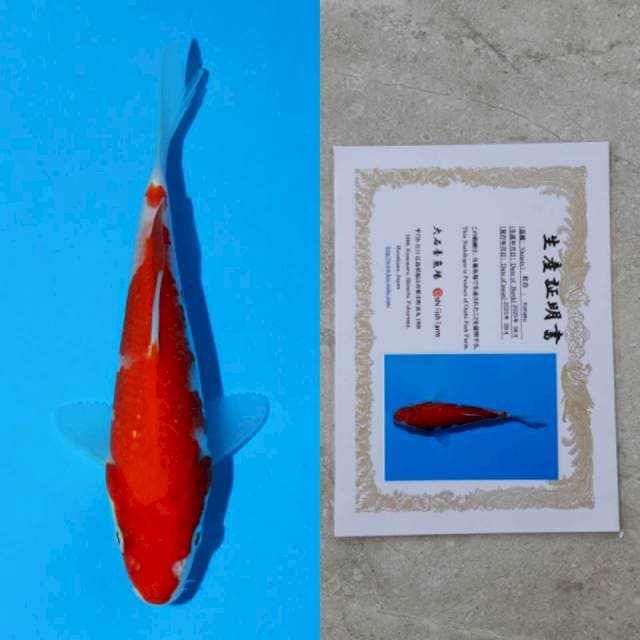 oishi kohaku 15cm
