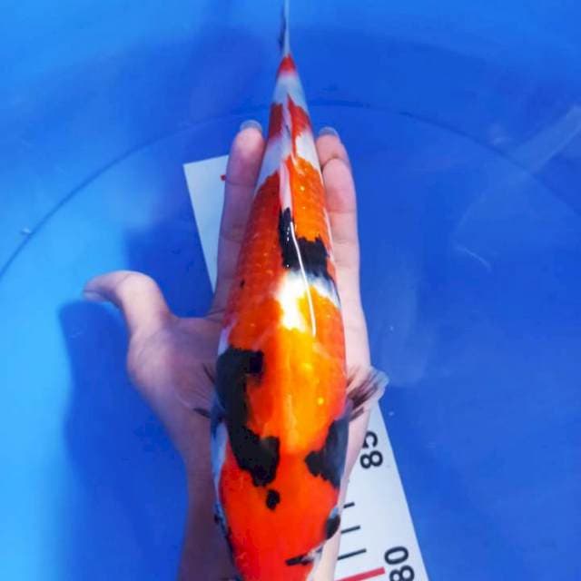 Showa 28cm