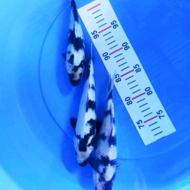 SHIRO 16-20cm
