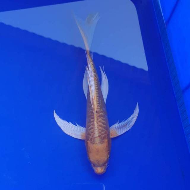 Kumpai sisik naga