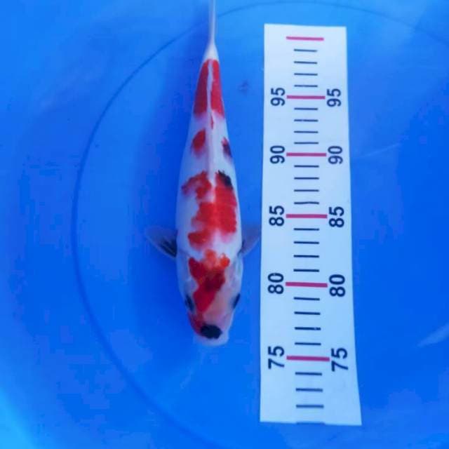 Sanke 25cm