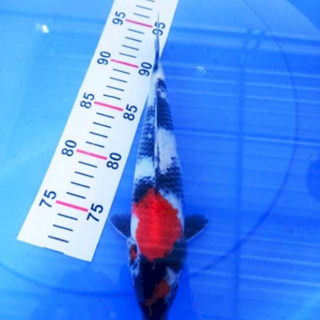 showa 26cm