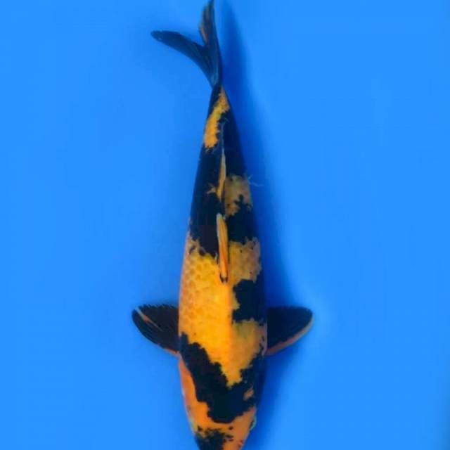31cm , Ki Utsuri