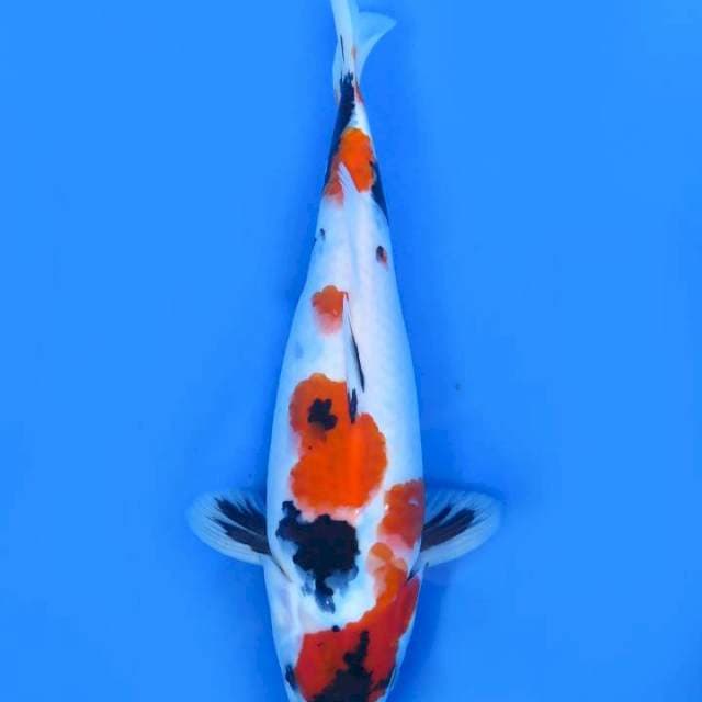 34cm , Kindai Showa