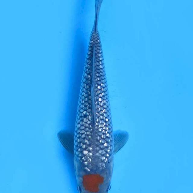 25cm , Tancho Ochiba Full Ginrin
