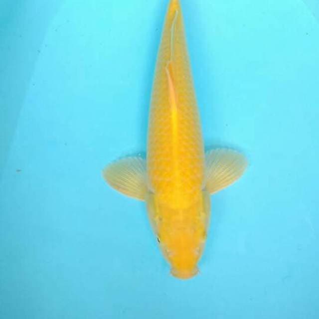 Karasi