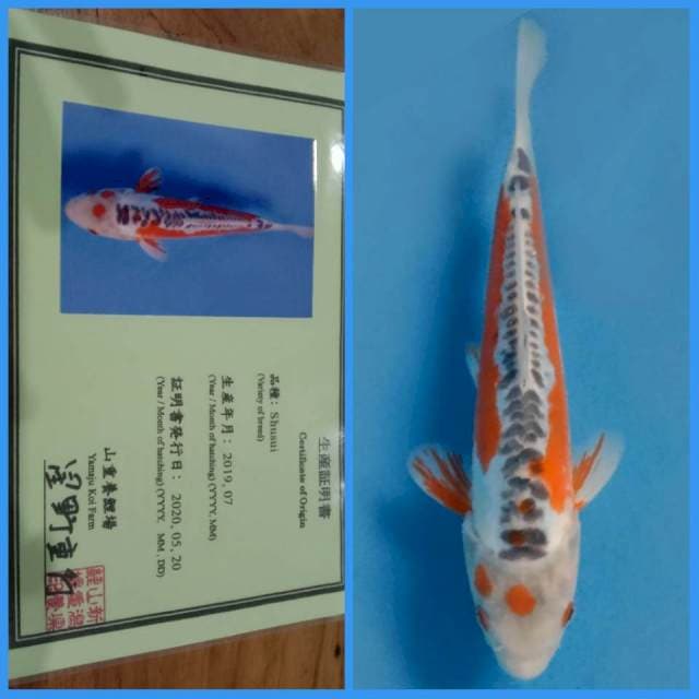 Shusui Yamaju 20cm π―π΅