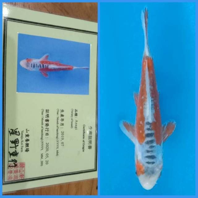 Shusui Yamaju 20bu π―π΅