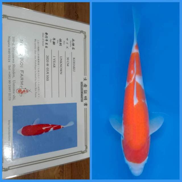 Kohaku Saito 35bu π―π΅
