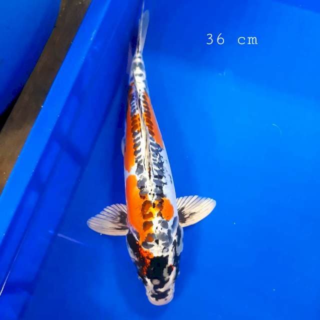 Kikko strong 36 cm