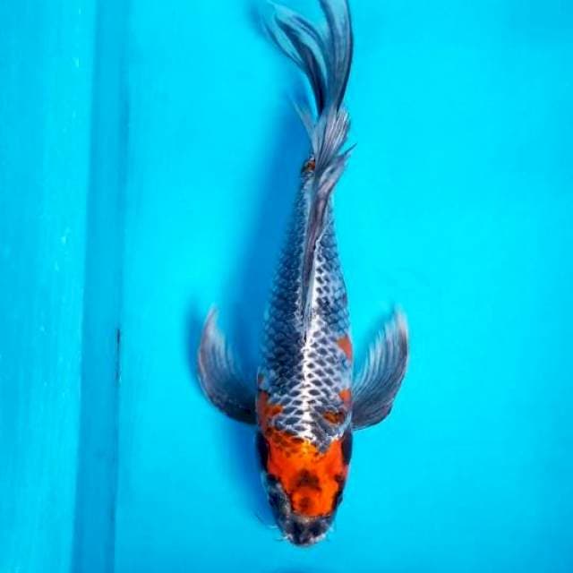 KUMPAY BENI GINGA 40 CM