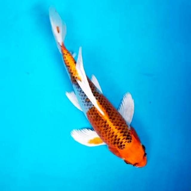 KUMPAY KUJAKU 35 CM MALE