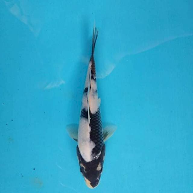 Shiro 17cm