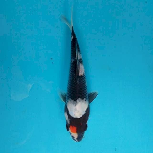 Tanco Showa 19cm