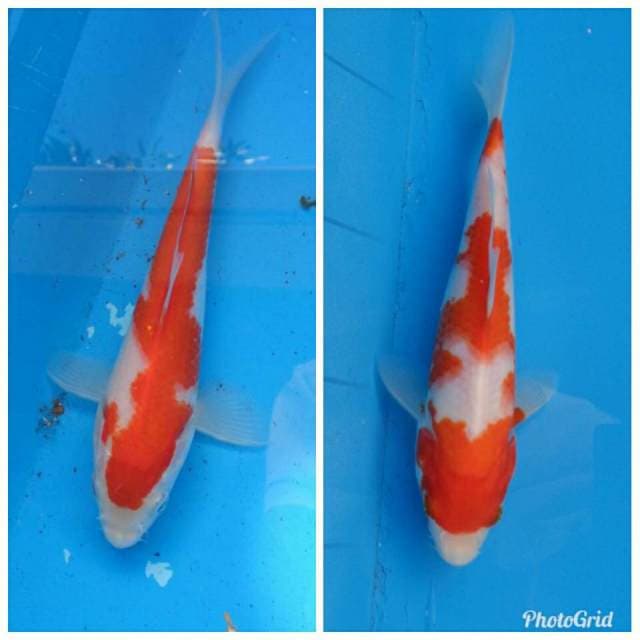 Duo Kohaku