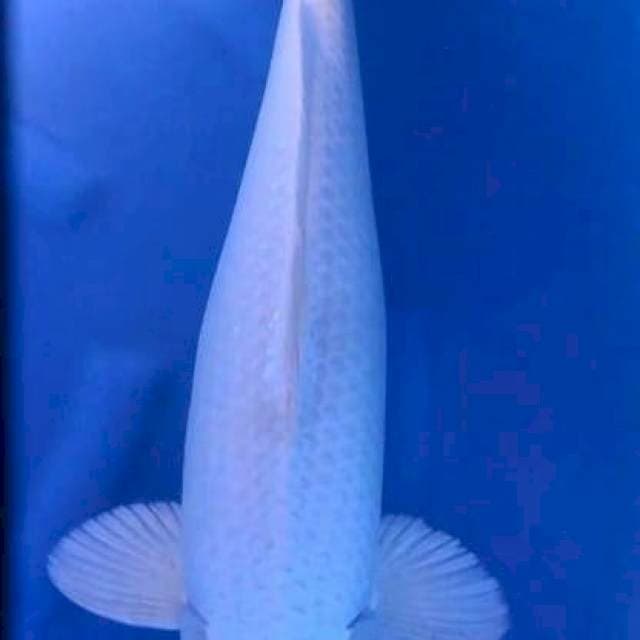 Platinum jumbo