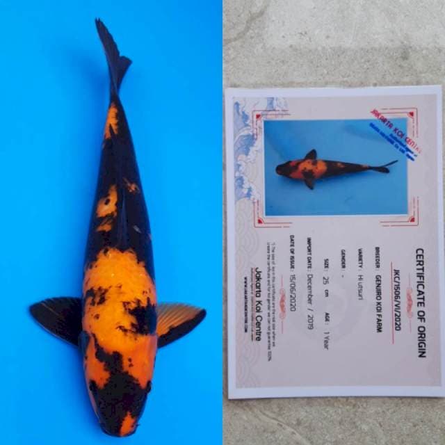 genjiro hi-utsuri 40cm