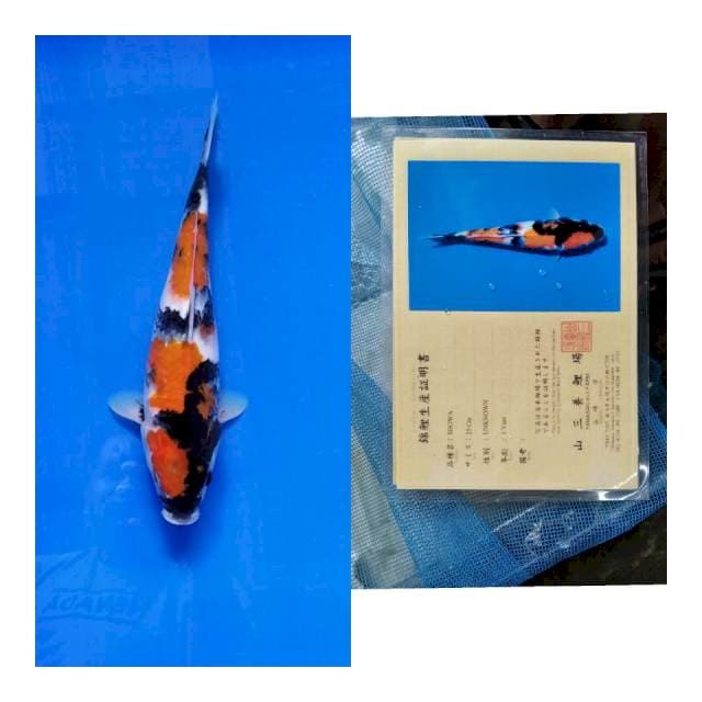 Showa yamasan koi farm