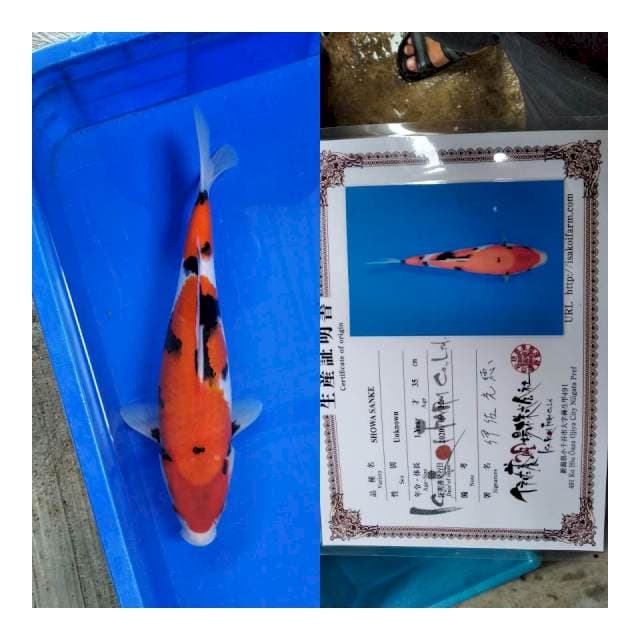Showa ISA koi farm